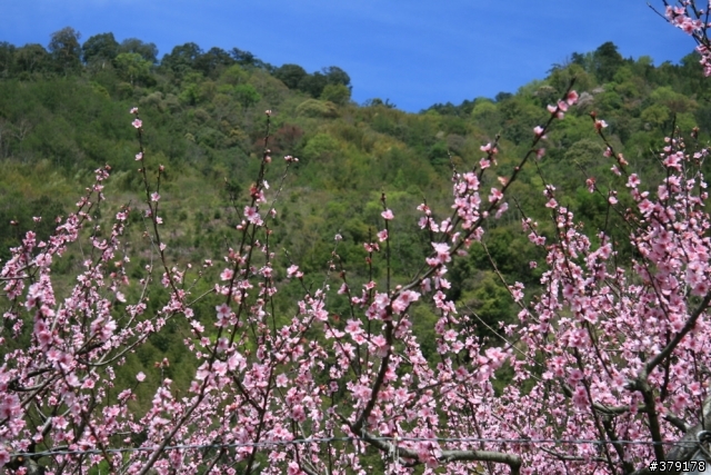【台灣遊】桃花源記
