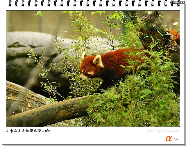 [開箱文]Sony 70-200mm F2.8G SSM (4/13補上 Sony Fair '08 人像照)