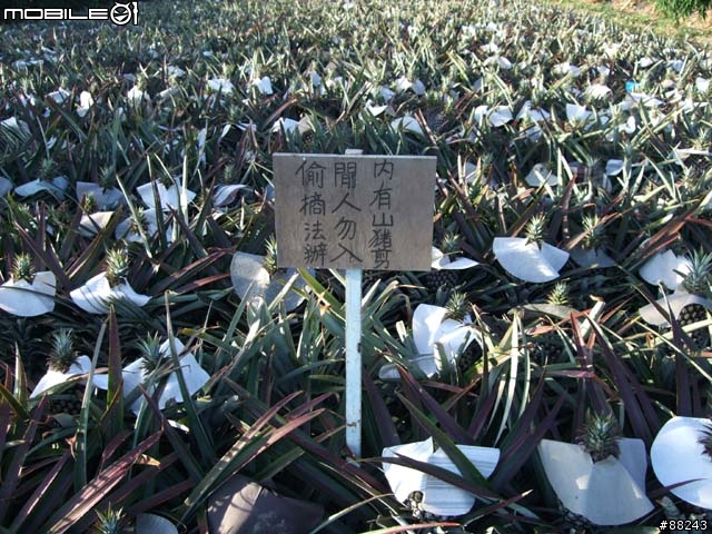 [遊記]大林自行車道
