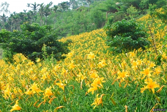 2008 沐心泉 金針花海