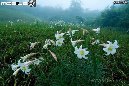 後山野百合