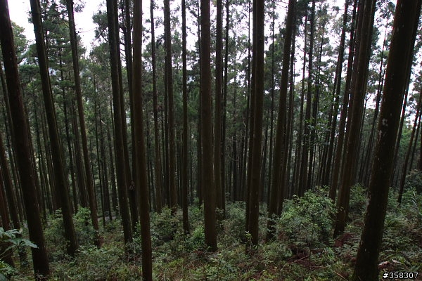 小百岳～東藤枝山