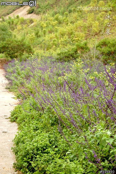 [遊記]5/24新社深山金針花海鐵馬行