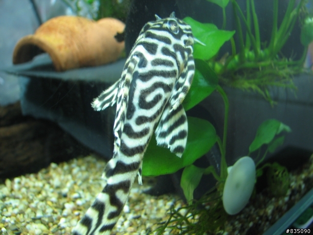 【分享】最近進的極品異型