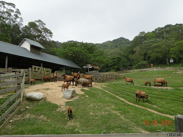 Nikon P80--會動的物體拍攝