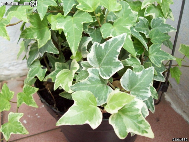 不專業分享~平價超值相機分享~KODAK C813 開箱 C/P值高 便宜又大碗