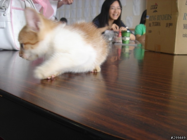 今天在學校抓到的小貓
