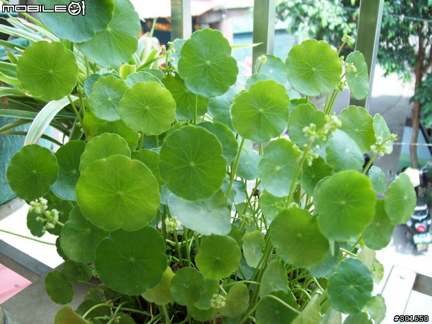 不專業分享~平價超值相機分享~KODAK C813 開箱 C/P值高 便宜又大碗