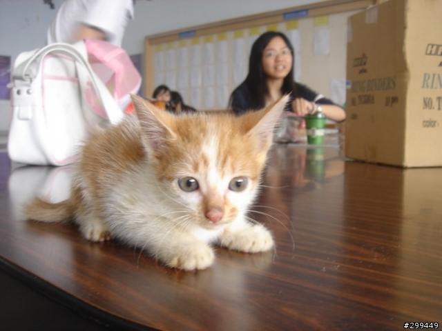 今天在學校抓到的小貓