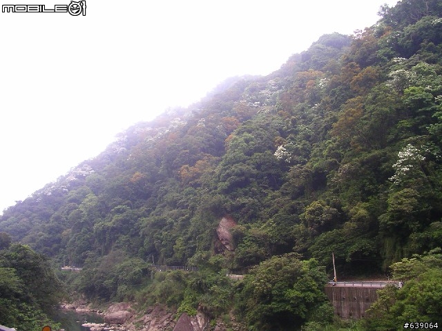 [DAHON同學會 遠征山道班] 0504北橫羅浮橋半日遊 - by Johnson