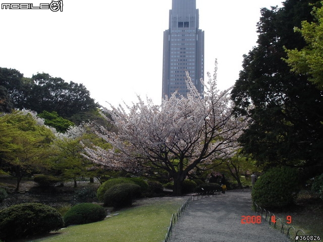 [圖多]狼狽之旅--東京賞櫻5日行