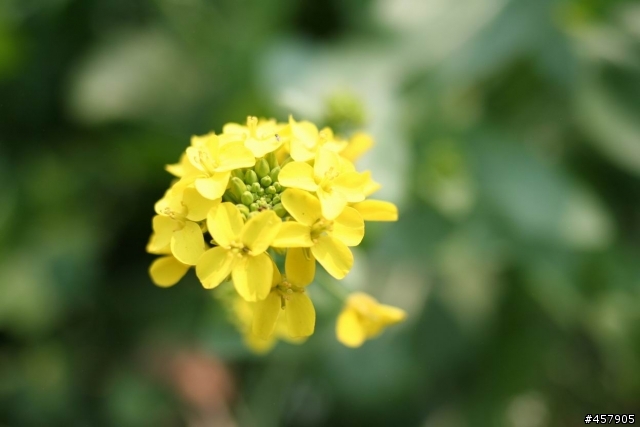 Canon 35mm F2 開箱試用報告