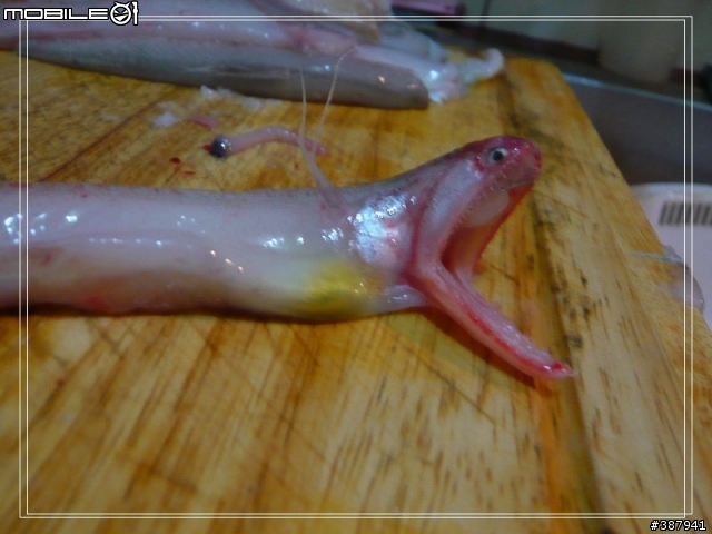 [怪異美食分享]分享"那個魚"的烹調方法(畫面稍微血腥.但值得一看！)