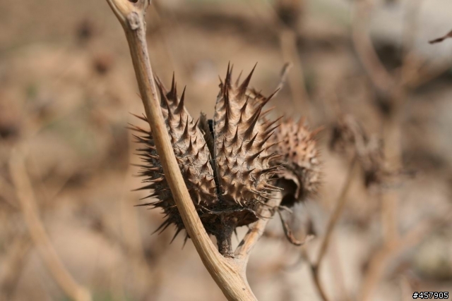 Canon 35mm F2 開箱試用報告