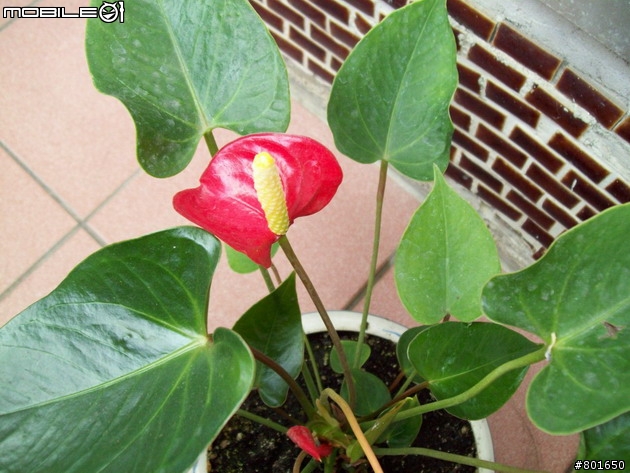 不專業分享~平價超值相機分享~KODAK C813 開箱 C/P值高 便宜又大碗