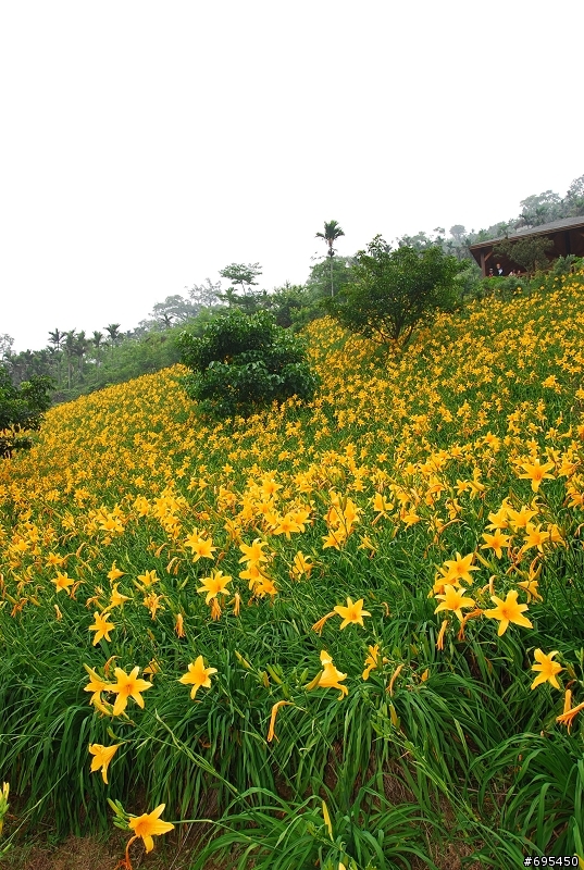 2008 沐心泉 金針花海