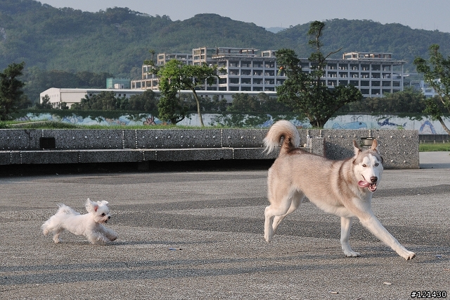 D300+17-55 2.8G S模式追焦(狗)
