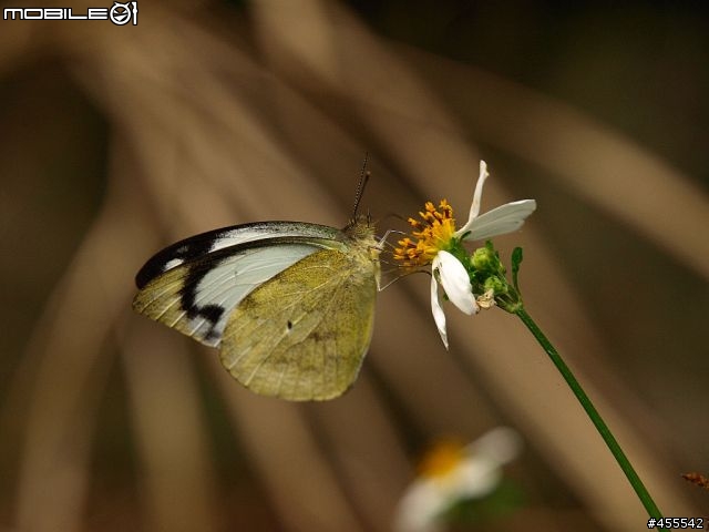 旅行良伴－E-510with12-60、70-300雙鏡【花東墾丁單身旅記】圖多