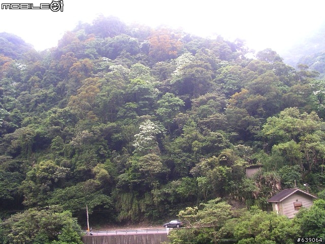 [DAHON同學會 遠征山道班] 0504北橫羅浮橋半日遊 - by Johnson