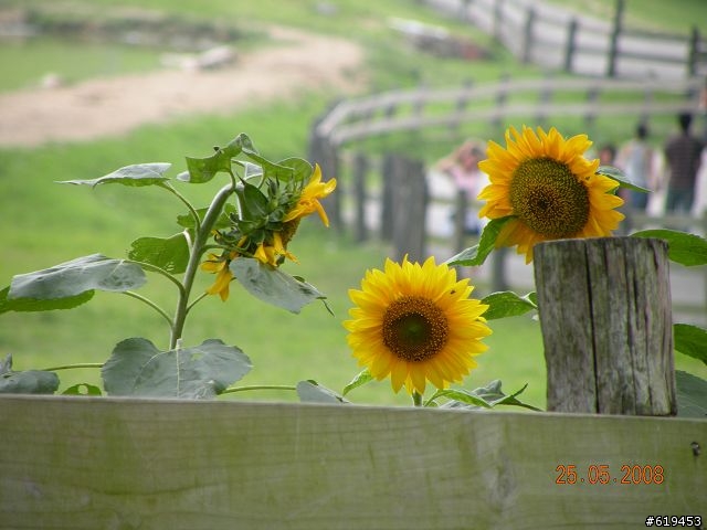 Nikon P80--會動的物體拍攝