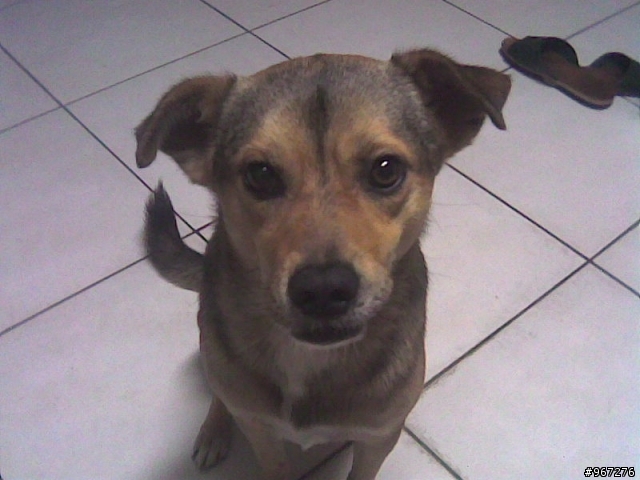 我的愛犬在板橋文聖街走失了~請幫忙協尋