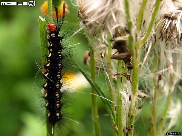 旅行良伴－E-510with12-60、70-300雙鏡【花東墾丁單身旅記】圖多