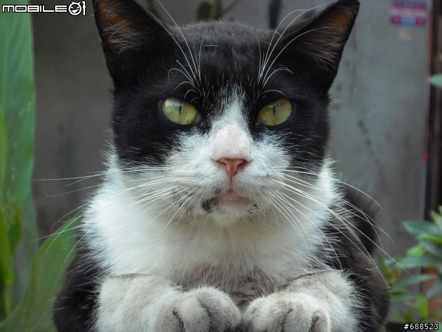 [分享]고양이 / Katze / Cat / Γάτα / 貓 / Gatto / Kat / Gato / Кот / Chat