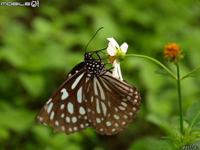 旅行良伴－E-510with12-60、70-300雙鏡【花東墾丁單身旅記】圖多