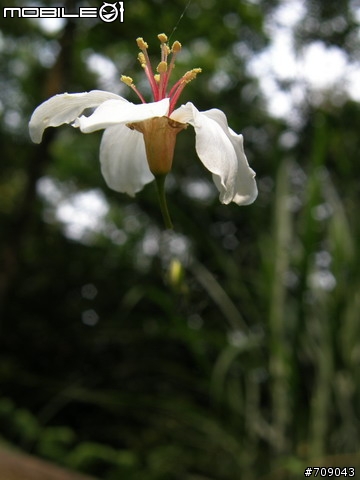 蜜蜂好難打 ... sp-550