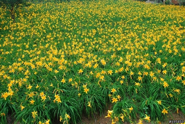 2008 沐心泉 金針花海