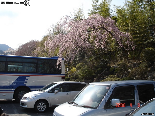 [圖多]狼狽之旅--東京賞櫻5日行