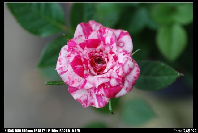 我的第一顆微距鏡  Micro-Nikkor 60mm f/2.8D