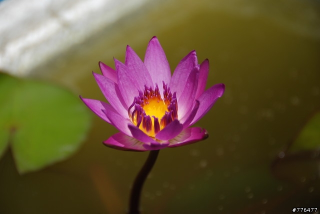 NIKON D80新手隨便拍