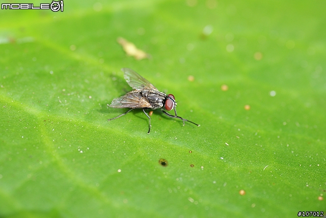 Tamron SP AF 90mm F2.8 Di Macro For A200分享