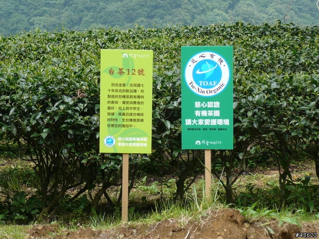親近山林＆呼吸芬多精：熊空喝茶趣