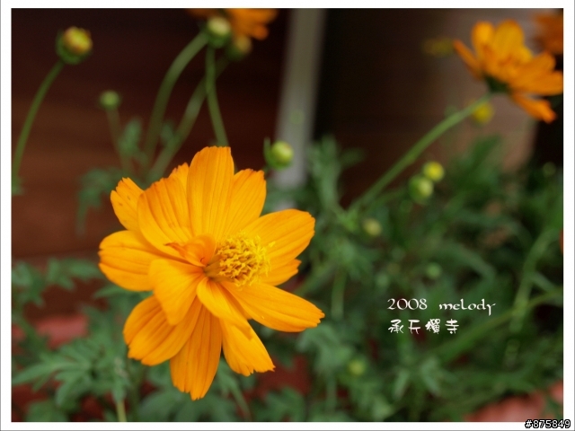 [分享]-女性朋友用單眼捕捉每一瞬間的美(一起蓋大樓吧)