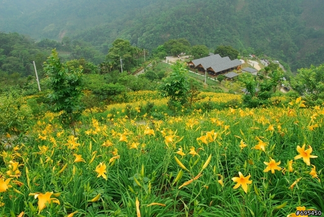 2008 沐心泉 金針花海