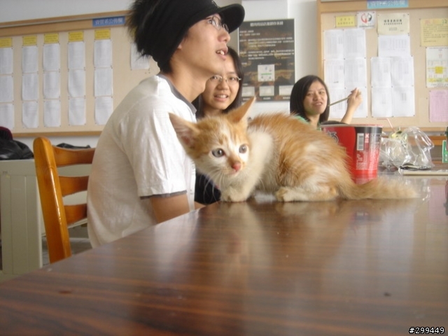 今天在學校抓到的小貓