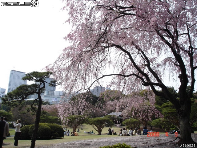 [圖多]狼狽之旅--東京賞櫻5日行