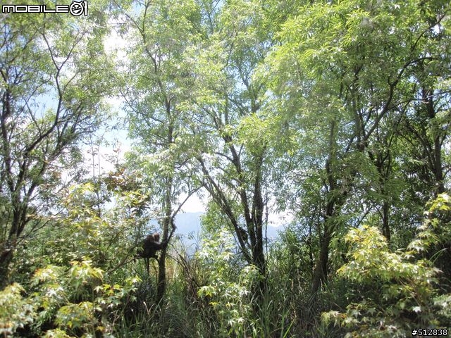 [感想]塔塔加之5/14探路與5/18當天含官方個人照
