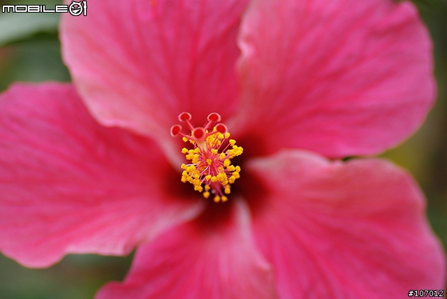 Tamron SP AF 90mm F2.8 Di Macro For A200分享