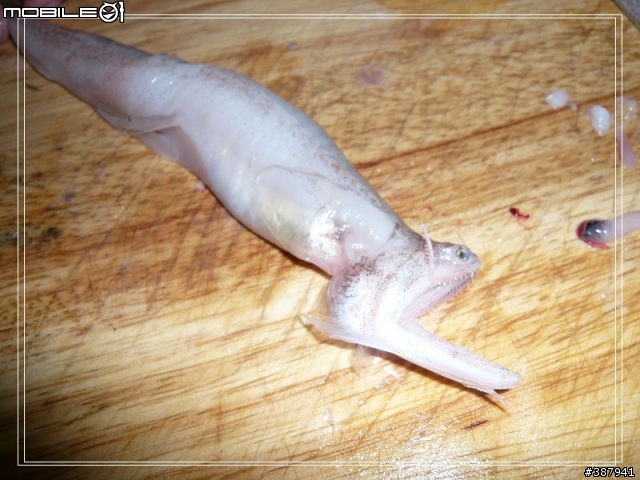 [怪異美食分享]分享"那個魚"的烹調方法(畫面稍微血腥.但值得一看！)