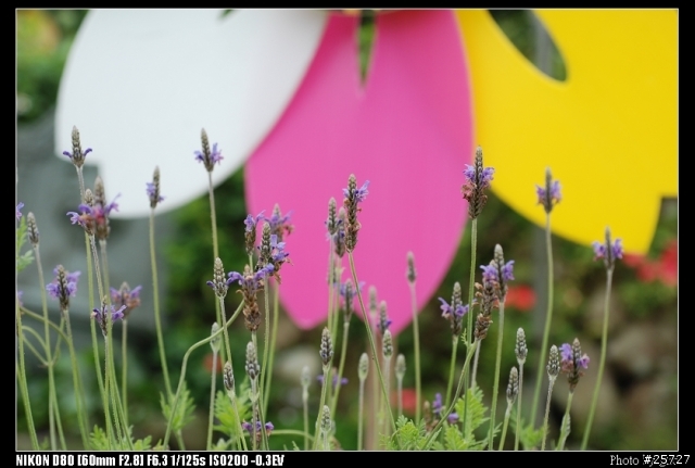 我的第一顆微距鏡  Micro-Nikkor 60mm f/2.8D