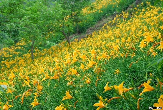 2008 沐心泉 金針花海