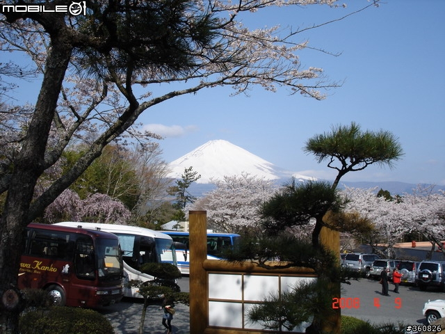 [圖多]狼狽之旅--東京賞櫻5日行