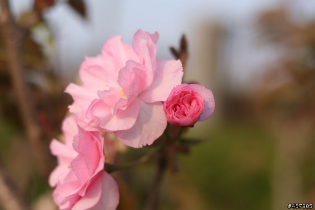 Canon 35mm F2 開箱試用報告