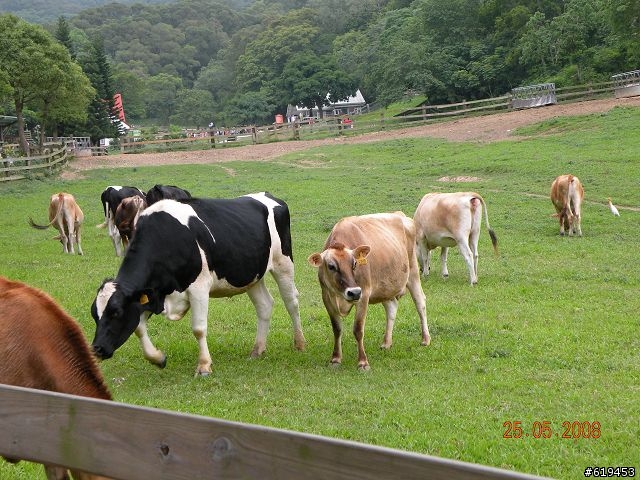 Nikon P80--會動的物體拍攝