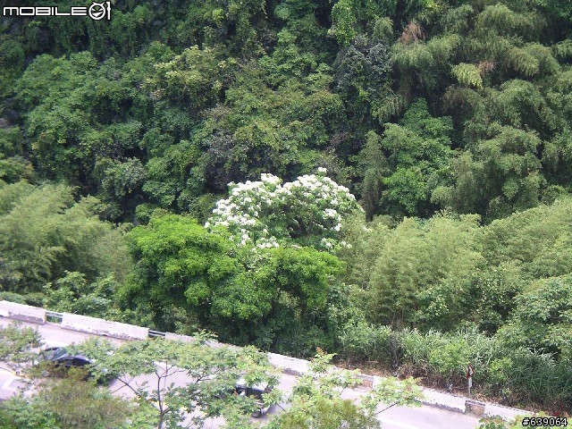 [DAHON同學會 遠征山道班] 0504北橫羅浮橋半日遊 - by Johnson