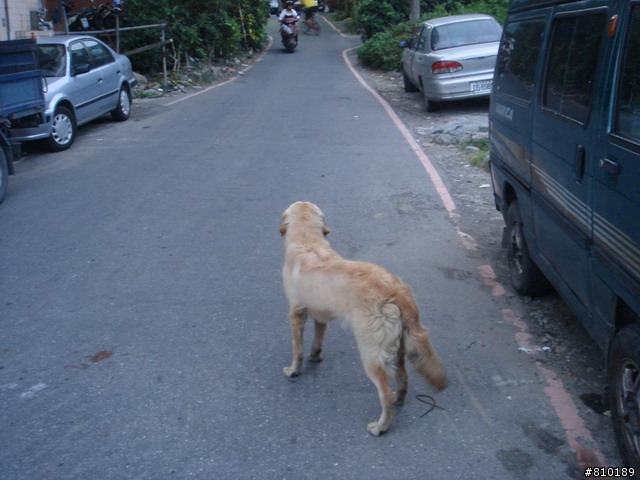 八里疑似走失黃金獵犬…