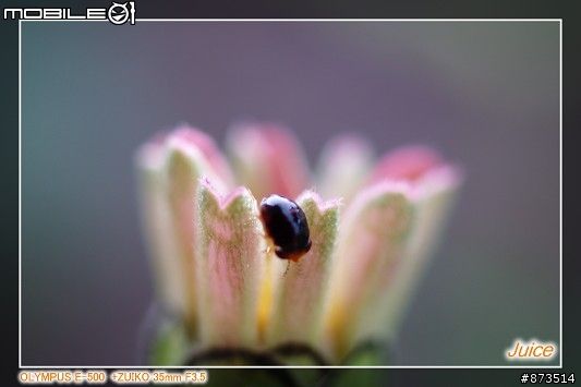 ZUIKO 35mm F3.5